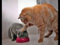 /album/meine-sammlung/katzen-jpg/
